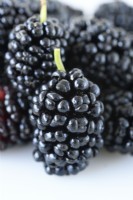 Morus  'Waisei-kirishima-shikinari'  Dwarf mulberry  Syn.  Morus rotundiloba Charlotte Russe  Picked fruit  July