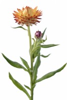 Xerochrysum bracteatum  'Tom Thumb Mix'  Dwarf everlasting flower  Strawflower  Syn. Helichrysum bracteatum  Bracteantha bracteata  One colour from mix  July