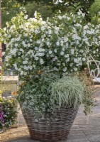Basket with white flowering gentian shrub, graceful spurge, sedge 'Eversheen' and abelia 'Kaleidoskope'.