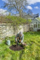 Morus nigra 'King James' - black mulberry 'Chelsea'. Planting a container grown mulberry tree in a garden. March. Just after planting a new fruit tree is a good opportunity to add some spring bulbs around the base.