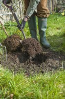 Morus nigra 'King James' - black mulberry 'Chelsea'. Planting a container grown mulberry tree in a garden. March. Step 5. Set the tree to one side and add garden compost to the hole.