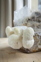 Hericium erinaceus  - lion's mane mushroom. Fruiting bodies emerging from mushroom kit containing mycelium growing on hardwood sawdust in polythene bag. February.