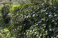 Privacy hedge of ivy and dog rose