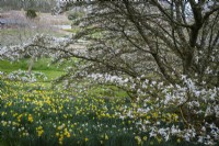 Naturalised spring bulbs flowering beneath mature magnolia trees