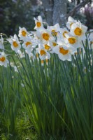 White daffodils in spring