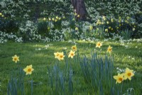 Naturalised Narcissus, daffodils in meadow in spring
