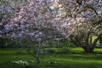 Magnolias in spring with primroses beneath