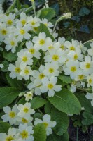 Primula vulgaris, Common Primrose