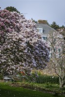 Old Magnolia trees in full bloom at Mothecombe House Gardens, Spring, Devon