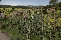 Lathyrus odoratus - sweet peas at Chatsworth - June 