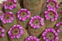 Mammillaria spinossissima in flower - May