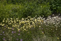 National Collection of Anthemis at Winterbourne Botanic Garden, June