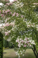 Cornus 'Norman Hadden' at Winterbourne Botanic Garden - June