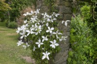 Clematis 'Forever Friends' climbing up a brick pergola at Winterbourne Botanic Garden - June