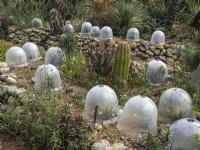 Winter protection. Agave plants protected with plastic domes for insulation and protection from frost.