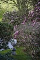 Rhododendron arboreum in country garden with classical urn near pond