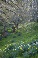 Naturalised spring bulbs beneath cherry trees