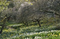 Meadow of naturalised narcissus, daffodils in spring beneath trees