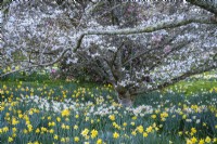 Naturalised spring daffodils flowering beneath magnolia stellata