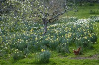 Free range chicken in naturalised bulb Meadow, in spring