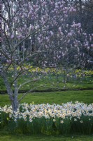 White daffodils in spring beneath Magnolia tree