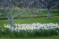 White Narcissus, daffodils in spring