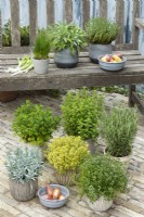 A selection of herbs on a patio, each in their own pot, summer July