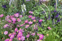 Perennial border with double pink Anemone, Pennisetum, Aconitum and Salvia 'Amistad'