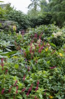 Persicaria amplexicaulis - The Trailfinders 50th Anniversary Garden, RHS Chelsea Flower Show 2021