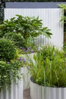 Large leaved Fatsia japonica set against a corrugated iron screen, circular container with pond plants including Pondetaria cordata - The Hot Tin Roof Garden, RHS Chelsea Flower Show 2021
