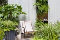 Carex 'Ice Dancer' in corrugated iron containers with chair under Fatsia japonica and living wall - The Hot Tin Roof Garden, RHS Chelsea Flower Show 2021