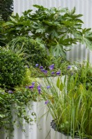 Circular corrugated iron containers with Ilex crenata, Geranium 'Rozanne', Fatsia japonica and pond plants in foreground - The Hot Tin Roof Garden, RHS Chelsea Flower Show 2021