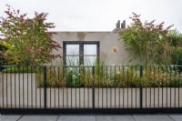 Euonymous planipes overlooking railings contain raised planting of Molinia caerulea 'Heidebraut' Centranthus ruber 'Albus' and Anemanthele lessonniana - Balcony of Blooms, RHS Chelsea Flower Show 2021