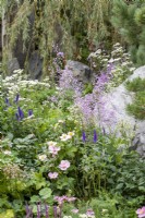 Late summer planting  featuring Veronica longifolia, Anemone x hybrida, Thalictrum 'Hewitts Double', and Astrantia major 'Star of Billion - Bodmin Jail: 60 Degrees East, A Garden between Continents, RHS Chelsea Flower Show 2021