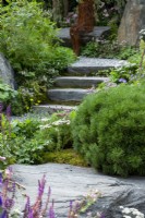 Stone steps leading up between plants including Pinus mugo 'Gnom' and Achillea millefolium - Bodmin Jail: 60 Degrees East - A Garden between Continents, RHS Chelsea Flower Show 2021
