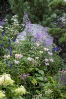 Late summer planting of Hygrangea sp., Veronica longifolia, Anemone x hybrida, Thalictrum 'Hewitts Double', Achillea millefolium and Salvia 'Caradonna' - Bodmin Jail: 60 Degrees East, A Garden between Continents - RHS Chelsea Flower Show 2021