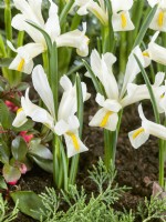 Iris reticulata Louise, spring March