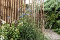 Hydrangea paniculata, Miscanthus sinensis and Salvia uliginosa 'Ballon Azul' in front of carved oak louvred wall, paved path leads round to shady planting of Dicksonia antarctica - The Boodles Secret Garden, RHS Chelsea Flower Show 2021