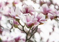 Magnolia x soulangeana, spring April