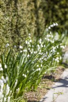 Leucojum aestivum, spring May