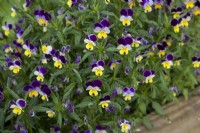 Viola tricolour - Heartsease growing in raised bed.