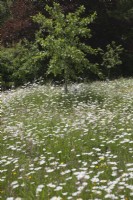 meadow filled with white  Oxeye Daisies - Leucanthemum vulgare around Malus 'Red Sentinel ' Crab apple