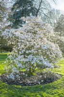 Magnolia stellata 'Royal Star' - star magnolia. Mature shrub flowering in March