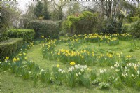 Spiral of narcissus planted in grass in a wild cottage garden. March.