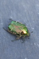 Cetonia aurata - Rose Chafer Beetle. March. Close up on slate surface.