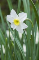 Narcissus 'Segovia' - dwarf small-cupped daffodil. Closeup of scented flower. April.