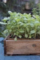 Growing lambs lettuce in wooden crate