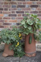 Tomatoes and cucumbers growing in recycled terracotta chimney pots
