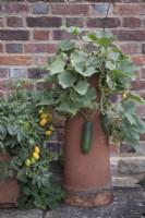 Tomatoes and cucumbers growing in recycled terracotta chimney pots