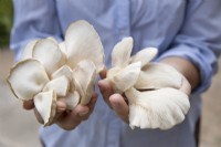 Homegrown oyster mushrooms